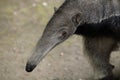 Giant anteater (Myrmecophaga tridactyla). Royalty Free Stock Photo