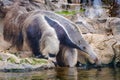 Giant anteater Myrmecophaga tridactyla, also known as the ant