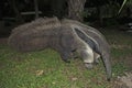 Giant anteater (Myrmecophaga tridactyla) Royalty Free Stock Photo