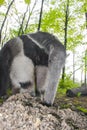 Giant anteater (Myrmecophaga tridactyla) eats ants Royalty Free Stock Photo