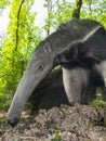 Giant anteater (Myrmecophaga tridactyla) eats ants Royalty Free Stock Photo