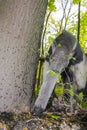 Giant anteater (Myrmecophaga tridactyla) eats ants Royalty Free Stock Photo