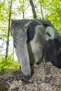 Giant anteater (Myrmecophaga tridactyla) eats ants Royalty Free Stock Photo