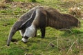 Giant anteater Myrmecophaga tridactyla Royalty Free Stock Photo