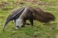 Giant anteater Myrmecophaga tridactyla Royalty Free Stock Photo