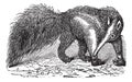 Giant Anteater or Myrmecophaga tridactyla, vintage engraving