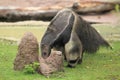Giant anteater Royalty Free Stock Photo