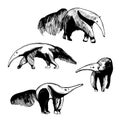 Giant anteater. Sketch illustration