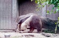 Giant anteater walking around a zoo habitat Royalty Free Stock Photo