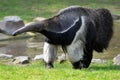 Giant Anteater walking on grass Royalty Free Stock Photo