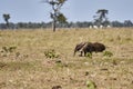 giant anteater walking over a meadow of a farm in the southern Pantanal. Myrmecophaga tridactyla.