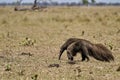 giant anteater walking over a meadow of a farm in the southern Pantanal. Myrmecophaga tridactyla.