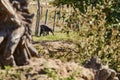 Giant anteater walking over a meadow of a farm in the southern Pantanal. Myrmecophaga tridactyla.