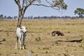 Giant anteater walking over a meadow of a farm in the southern Pantanal. Myrmecophaga tridactyla.