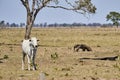 giant anteater walking over a meadow of a farm in the southern Pantanal. Myrmecophaga tridactyla.