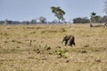 giant anteater walking over a meadow of a farm in the southern Pantanal. Myrmecophaga tridactyla.