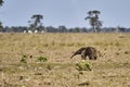 giant anteater walking over a meadow of a farm in the southern Pantanal. Myrmecophaga tridactyla.