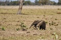 giant anteater walking over a meadow of a farm in the southern Pantanal. Myrmecophaga tridactyla.