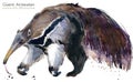 Giant anteater hand draw watercolor illustration