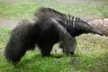 Giant anteater (Myrmecophaga tridactyla).