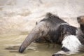 Giant Anteater (Myrmecophaga tridactyla) Royalty Free Stock Photo