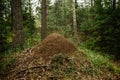 A giant anthill built by a forest ant. Murovenik in the forest Royalty Free Stock Photo