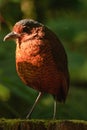 Giant Antpitta Royalty Free Stock Photo