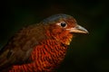 Giant antpitta, Grallaria gigantea,bird family Grallariidae, from Colombia, Ecuador and far northern Peru. Antpitta in the nature Royalty Free Stock Photo