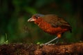 Giant antpitta, Grallaria gigantea,bird family Grallariidae, from Colombia, Ecuador and far northern Peru. Antpitta in the nature Royalty Free Stock Photo