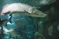 Giant Arapaima Arapaima gigas, also known as pirarucu in their habitat