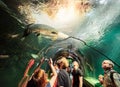 VIENNA, AUSTRIA - SEPTEMBER 8, 2017. Giant Arapaima fish swimming in an aquarium at Vienna Schonbrunn Palace Zoo