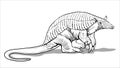 A giant armadillo with thick legs stands on the ground. Big fat animal. Coloring page for children and adults, hand drawn