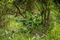 Giant broad leaf arrowhead plant