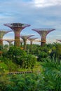 Panorama of Singapore`s super trees in Gardens by the Bay