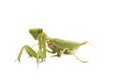 Giant Asian Green Praying Mantis Hierodula membranacea