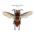 Giant asian hornet, hand draw vector Royalty Free Stock Photo