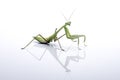 Giant Asian Mantis. Green insect, isolated on a pure white background. Royalty Free Stock Photo