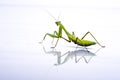Giant Asian Mantis. Green insect, isolated on a pure white background Royalty Free Stock Photo
