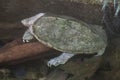 Giant Asian pond turtle Heosemys grandis Royalty Free Stock Photo