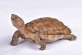 Giant Asian pond turtle, Heosemys grandis Royalty Free Stock Photo