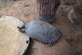 Giant Asian pond turtle Royalty Free Stock Photo