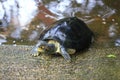 Giant Asian pond turtle Royalty Free Stock Photo