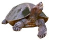 Giant asian pond turtle Royalty Free Stock Photo
