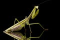 Giant Asian Praying Mantis Royalty Free Stock Photo