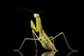 Giant Asian Praying Mantis Royalty Free Stock Photo
