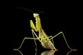 Giant Asian Praying Mantis