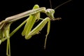 Giant Asian Praying Mantis Royalty Free Stock Photo