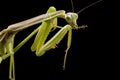 Giant Asian Praying Mantis