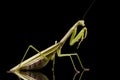 Giant Asian Praying Mantis Royalty Free Stock Photo