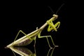 Giant Asian Praying Mantis Royalty Free Stock Photo